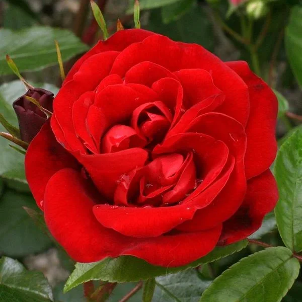 Ruby Anniversary 3L