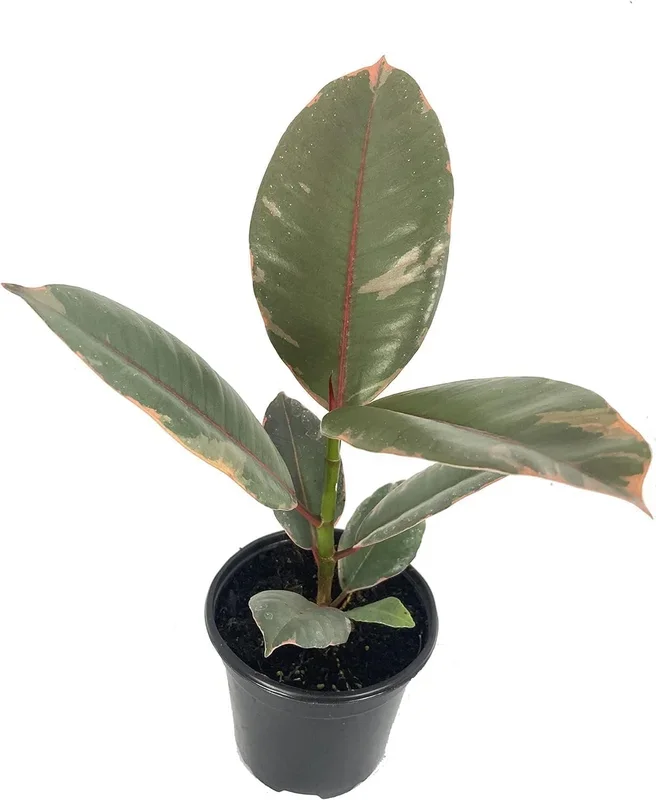 Ruby Ficus Rubber Plant – Live Plants in 2 Inch Pots – Ficus Elastica ‘Ruby’ – Stunning Easy Care Interior Houseplant