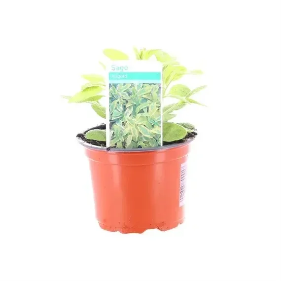 Sage All Gold 10.5cm Pot Bedding