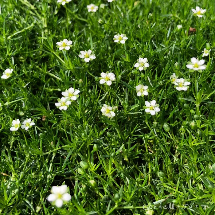 Sagina subulata Irish Moss 4.25in Green CF+
