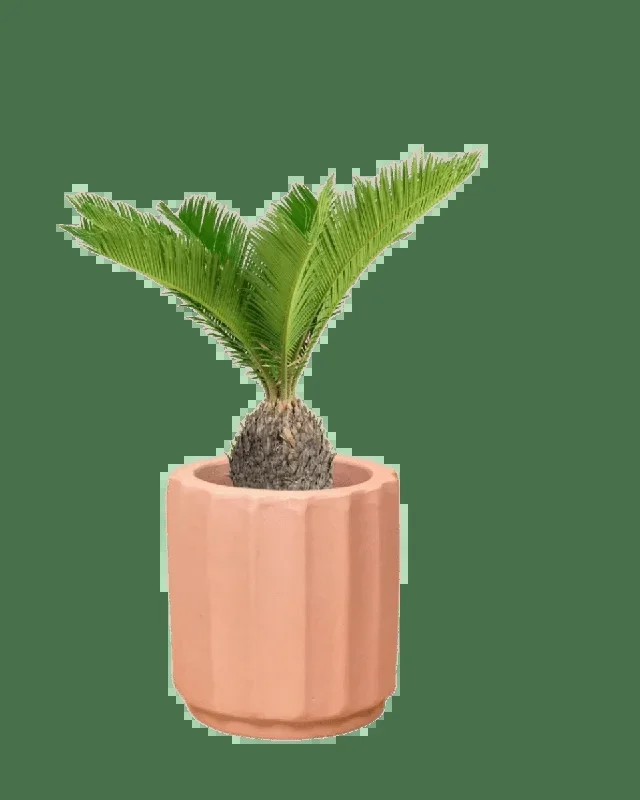 Sago Palm (0.6m)