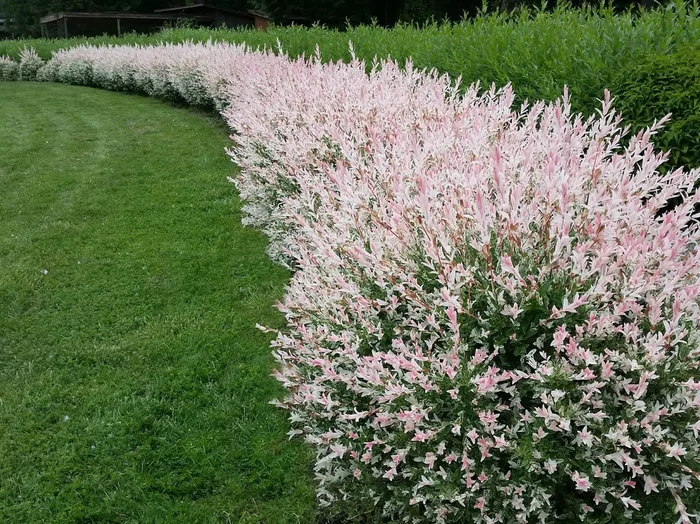 Salix ‘Hakuro Nishiki’ Variegated Willow 12″ Pot