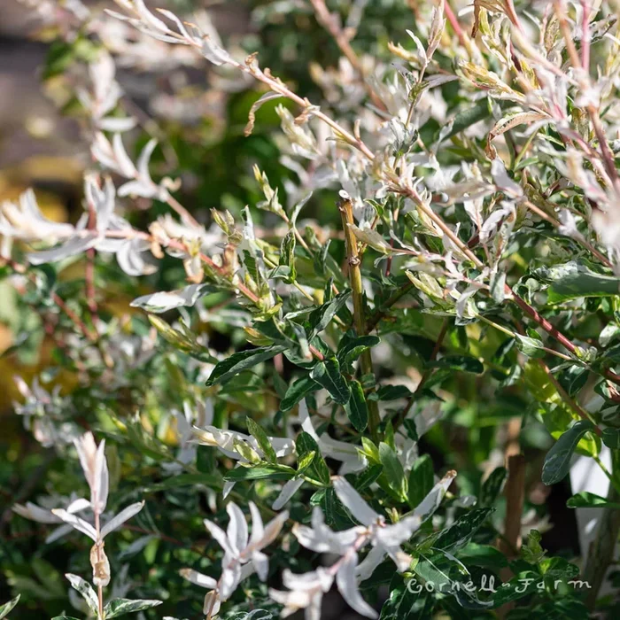 Salix i. Hakuro Nishiki 15gal PT Dappled Willow