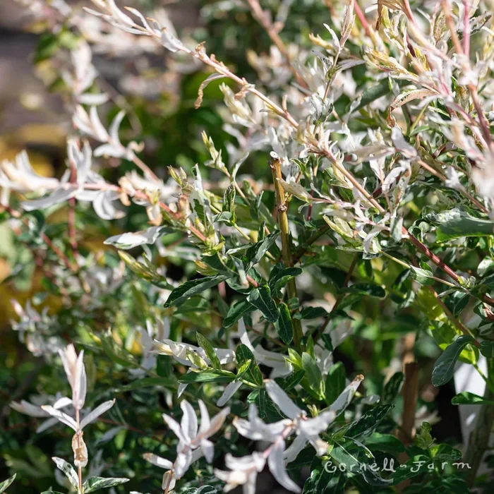 Salix i. Hakuro Nishiki 5gal PT Dappled Willow
