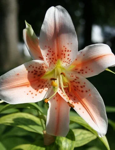 Salmon Party Oriental Lily Bulbs