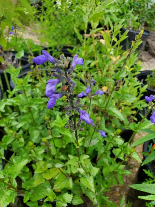 Salvia arizonica –Desert Indigo Sage–