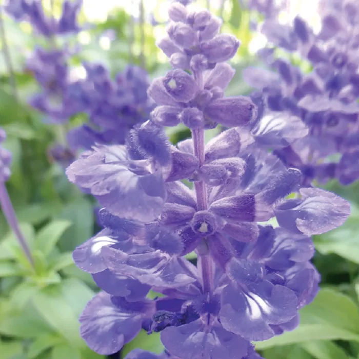 Salvia, Blue Bedder Seeds, 200mg