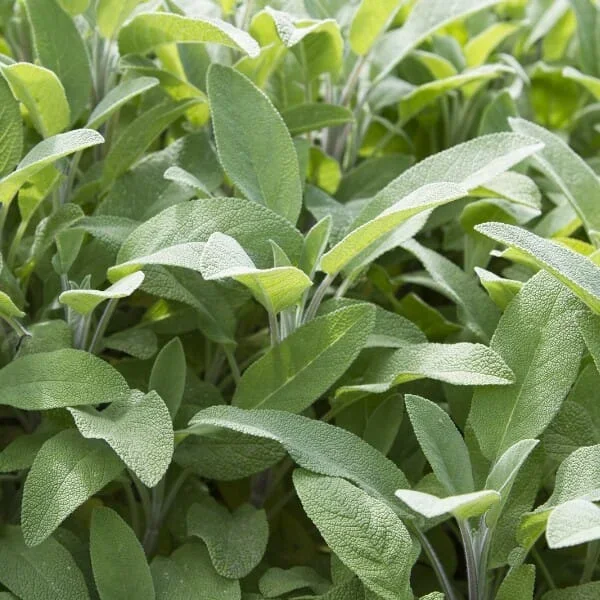 Salvia ‘Broadleaf Sage’ 4″ Pot