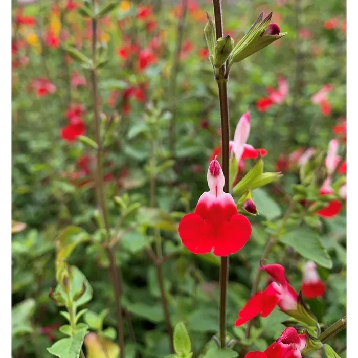 Salvia Hot Lips 3L
