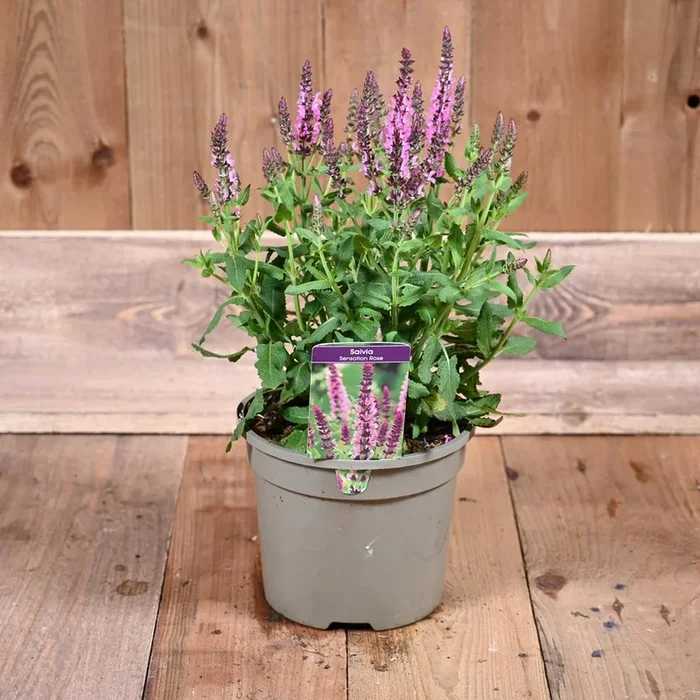 Salvia Sensation Deep Rose 3L