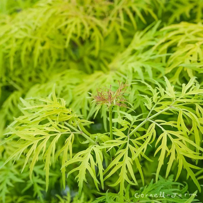 Sambucus racemosa Lemony Lace 5gal