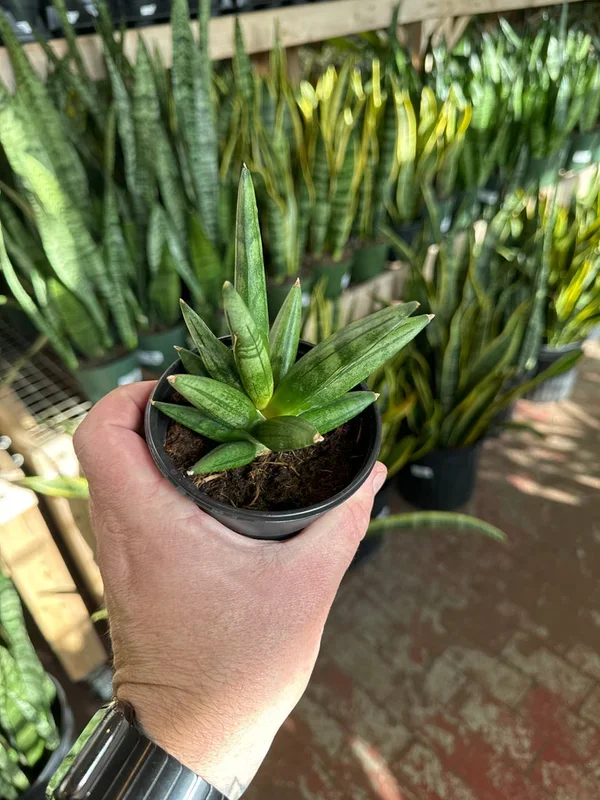 Sansevieria ‘Hedgehog’