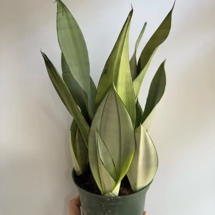 Sansevieria ‘Moonshine’
