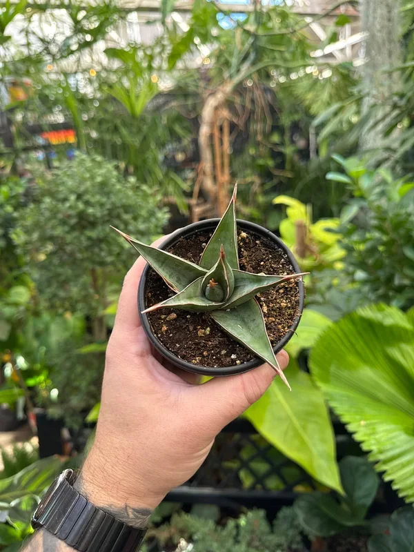 Sansevieria ‘Pinguicula’