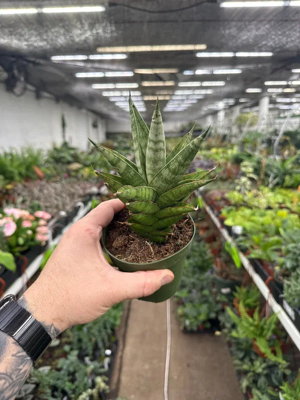 Sansevieria ‘Tower’
