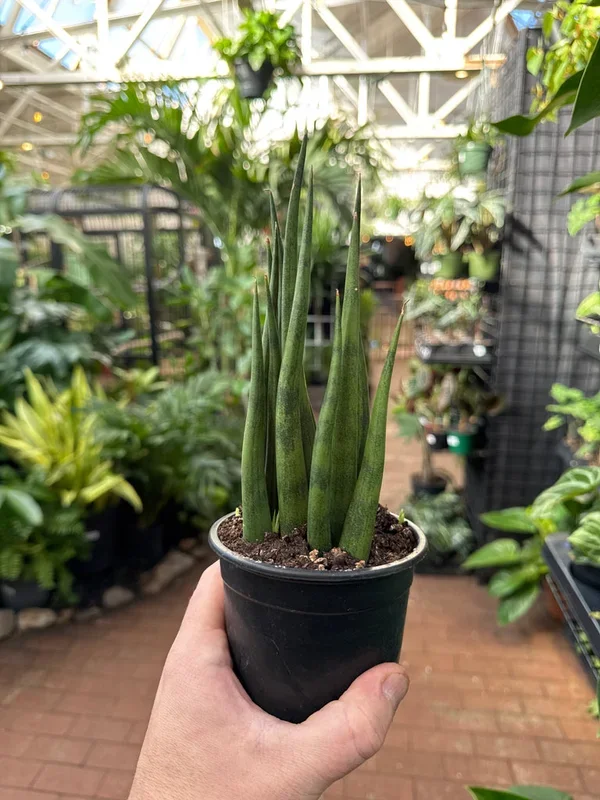 Sansevieria Fernwood ‘Torch’