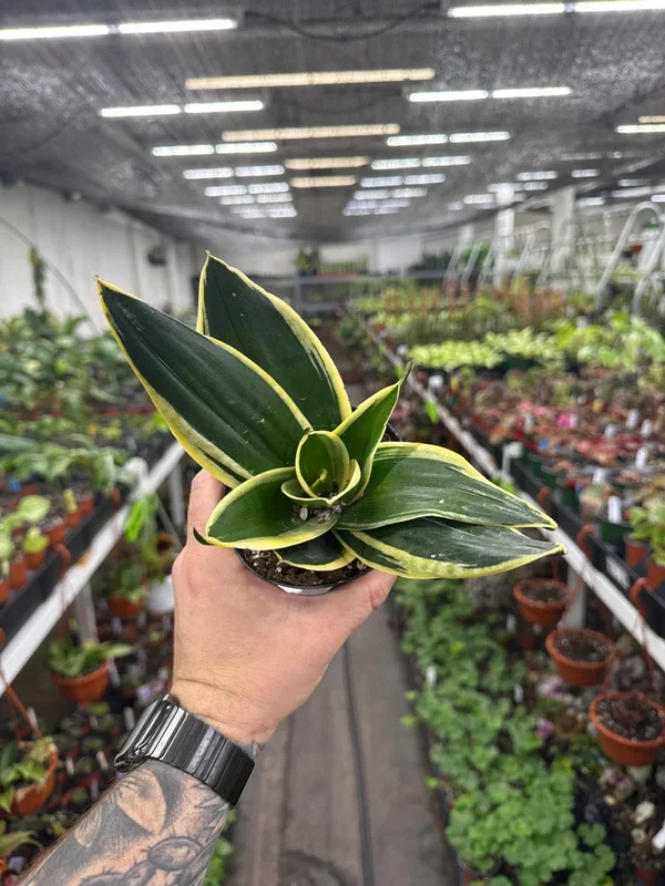 Sansevieria hahnii ‘Lotus’