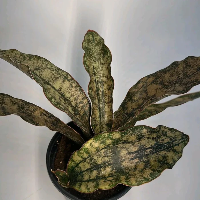 Sansevieria Kirkii ‘Coppertone’