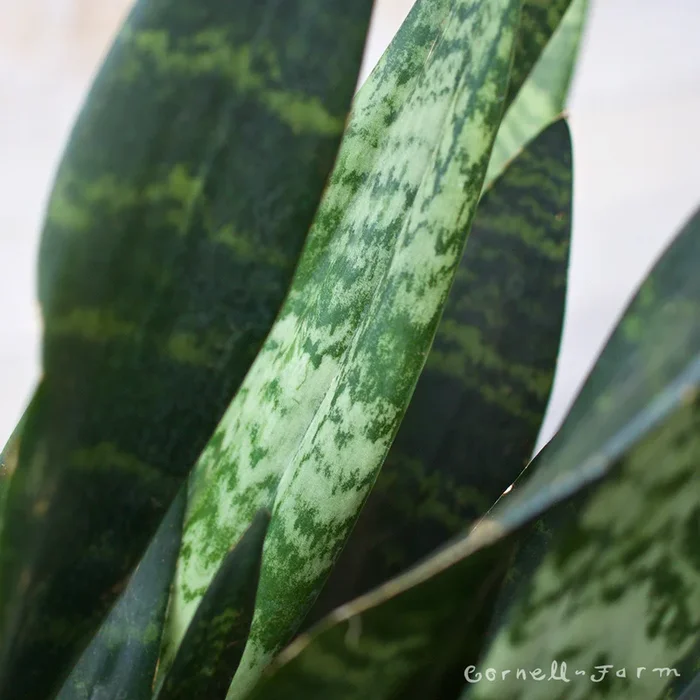 Sansevieria trifasciata 1gal/6in Zeylanica