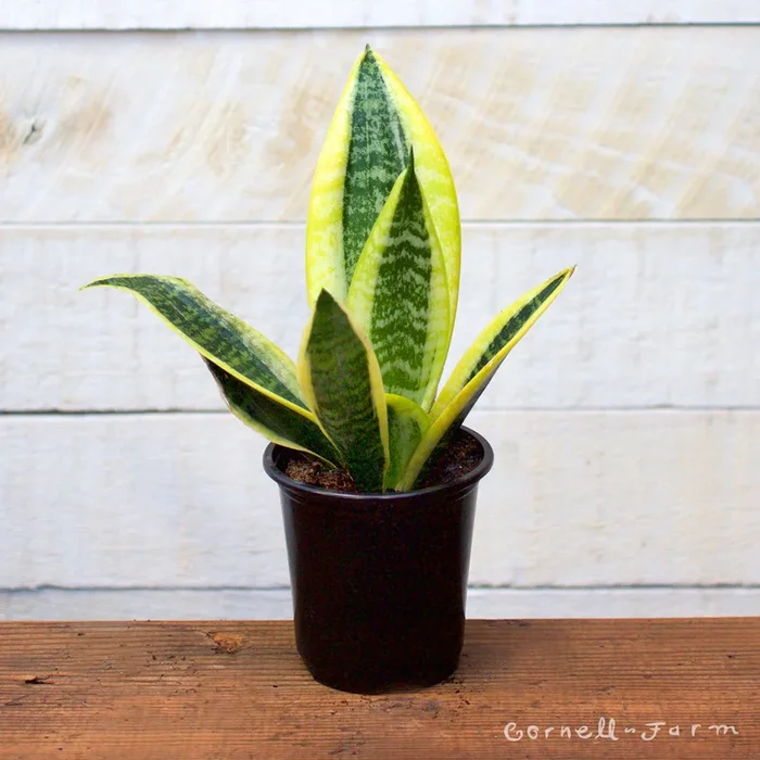 Sansevieria trifasciata 4in Laurentii snake plant