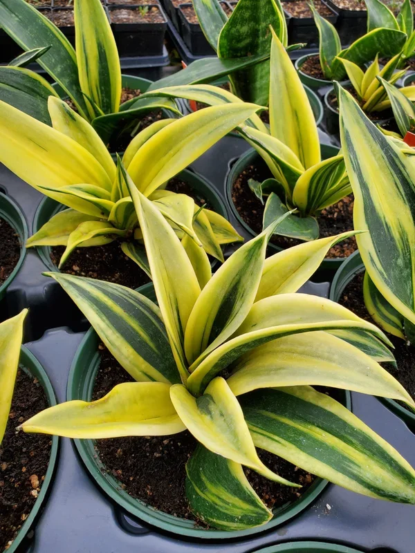 Sansevieria trifasciata –Gold Flame Snake Plant–