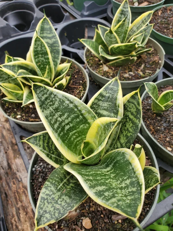 Sansevieria trifasciata –Pagoda Yellow Variegated Snake Plant–