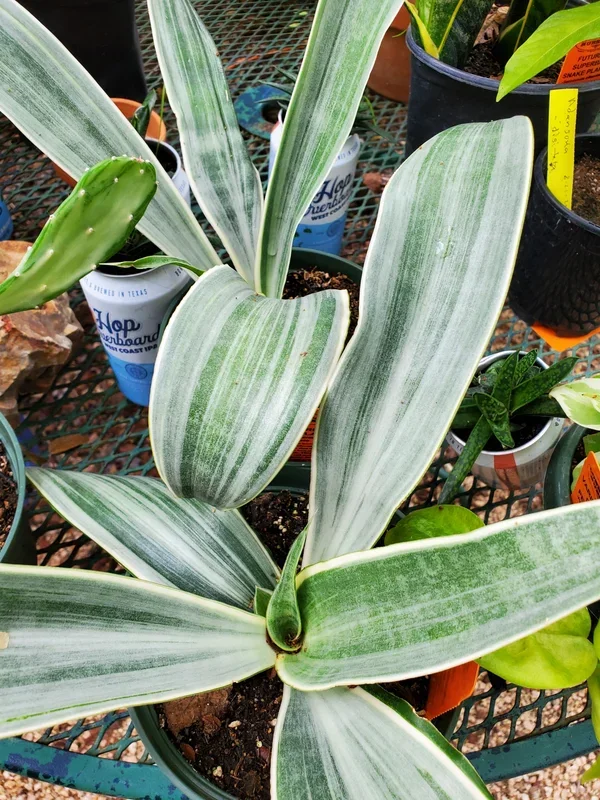 Sansevieria trifasciata –Sayuri Snake Plant–
