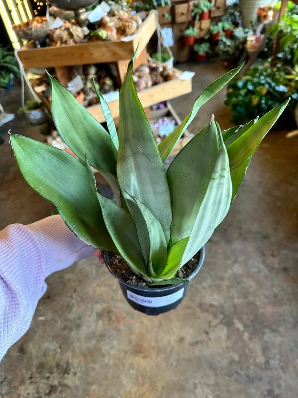 sansevieria trifasciata (moonshine)