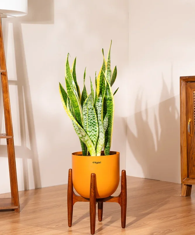 Sansevieria Zeylencia Golden with Arbor Metal Planter Bonanza