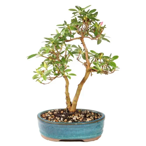 Satsuki Azalea – ST5925SA-I – Brussel’s Bonsai