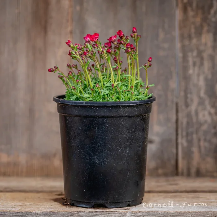 Saxifraga Scenic Red Qrt