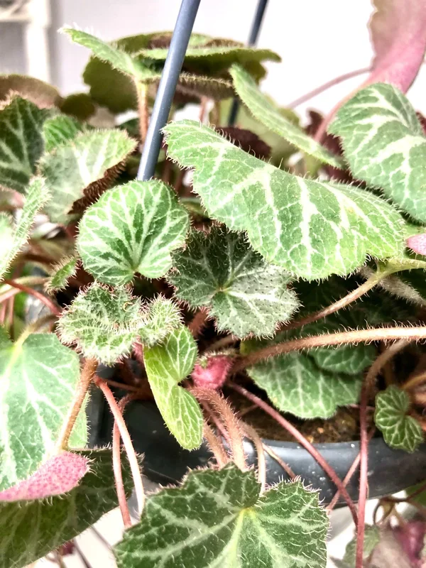 Saxifraga Stolonifera – Strawberry Begonia