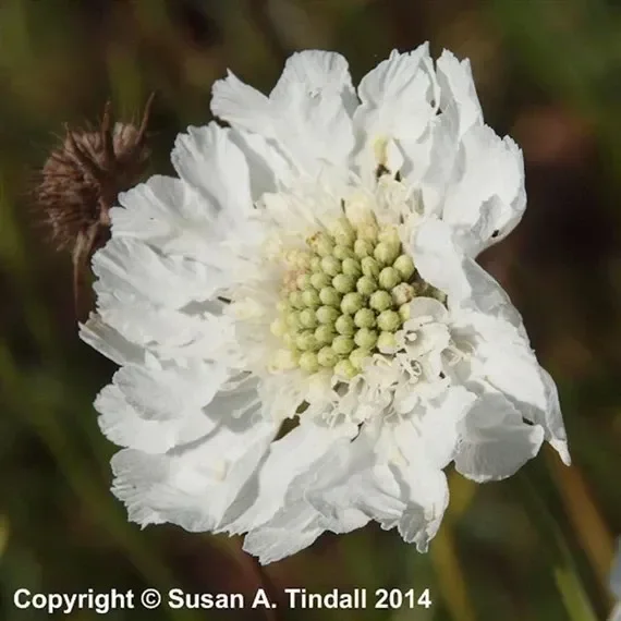 Scabiosa Caucasica Perfecta Alba Perennial Plant 9cm Pot – Set of 3