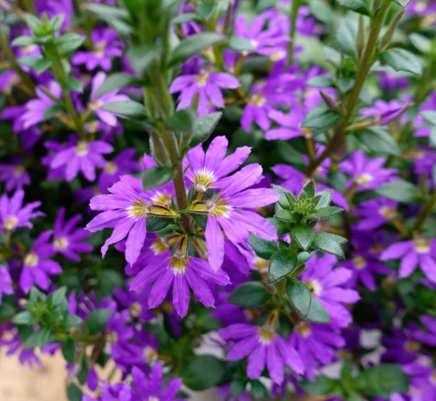 Scaevola aemula ‘Surdiva Blue Violet