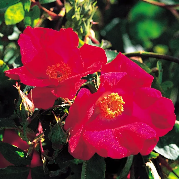 Scarlet Fire – Discontinued