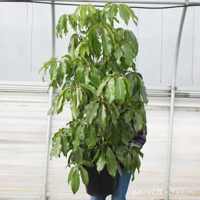 Schefflera actinophylla 14in Amate
