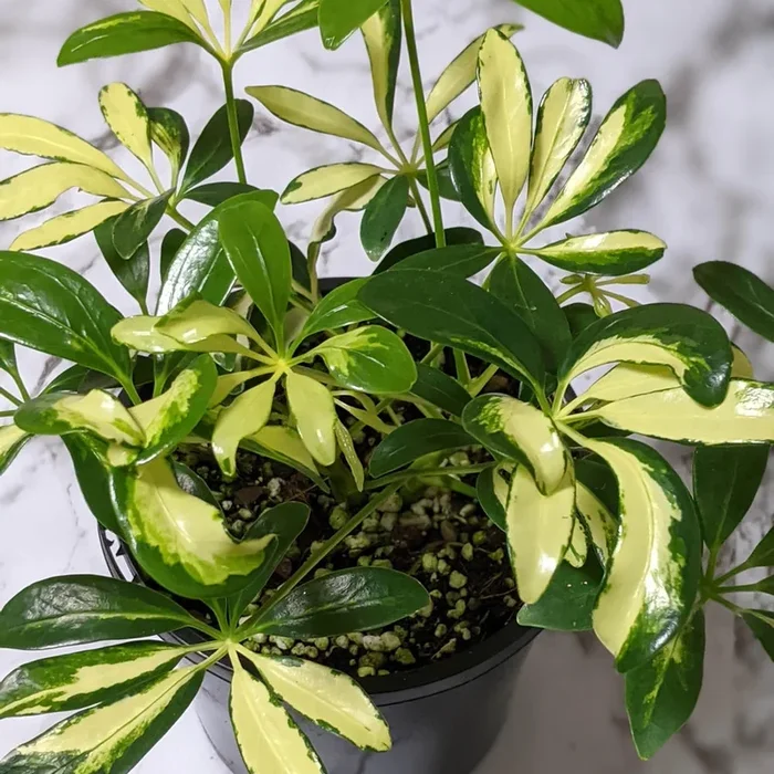 Schefflera Arboricola / Variegated Umbrella Tree – 130mm