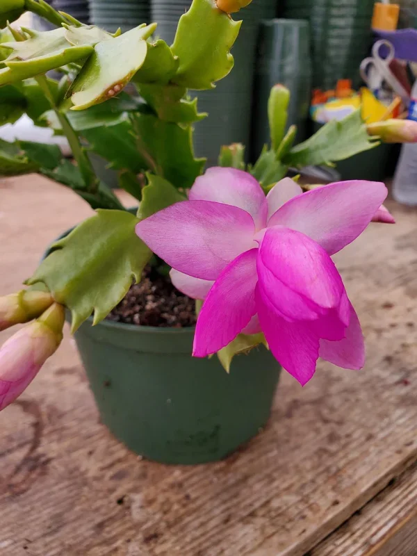 Schlumbergera x –Polka Christmas Cactus–