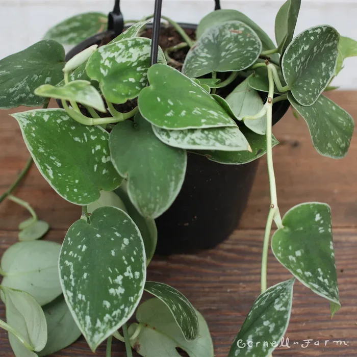 Scindapsus pictus 6in Argyraeus Silver Satin Pothos