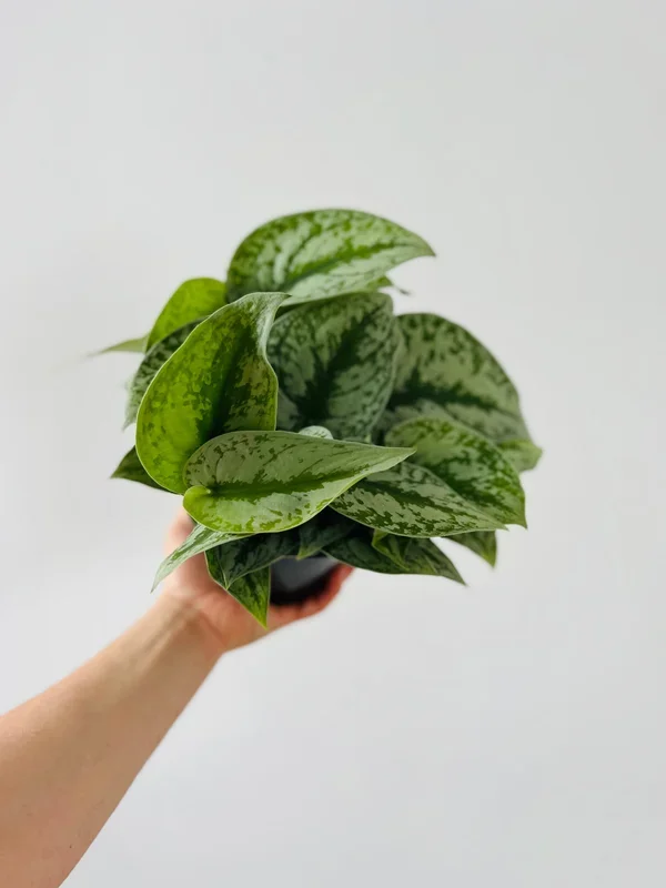Scindapsus Pictus ‘Silver Cloud’ – 6″ Pot