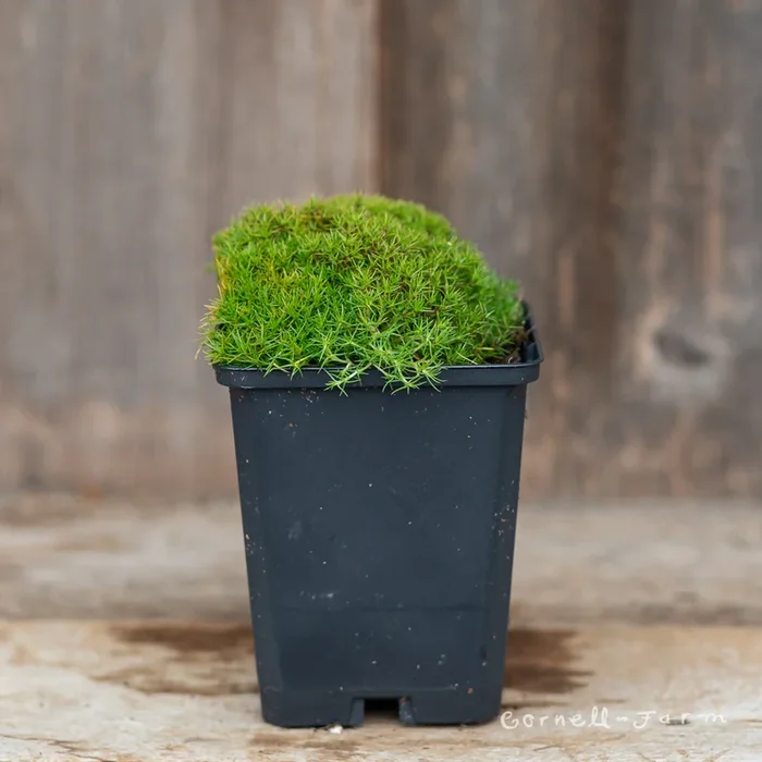 Scleranthus biflorus 4in