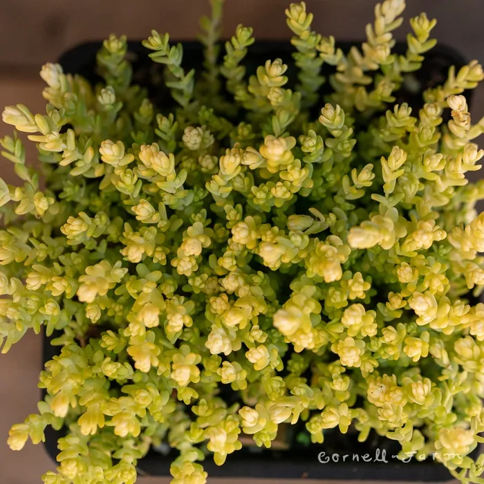 Sedum acre Aureum 4in
