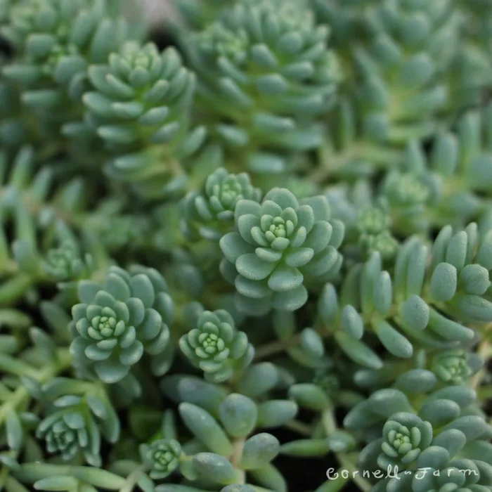 Sedum dasyphyllum Major 4.25in CF