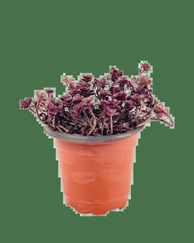 Sedum Spurium ‘Dragon’s Blood’