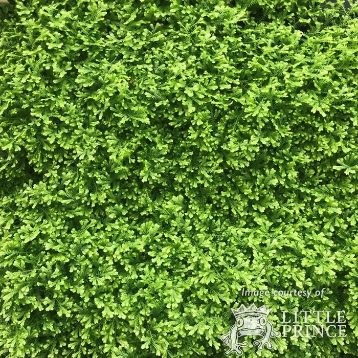 Selaginella k. Gold Tips 4.25in Spike Moss CF