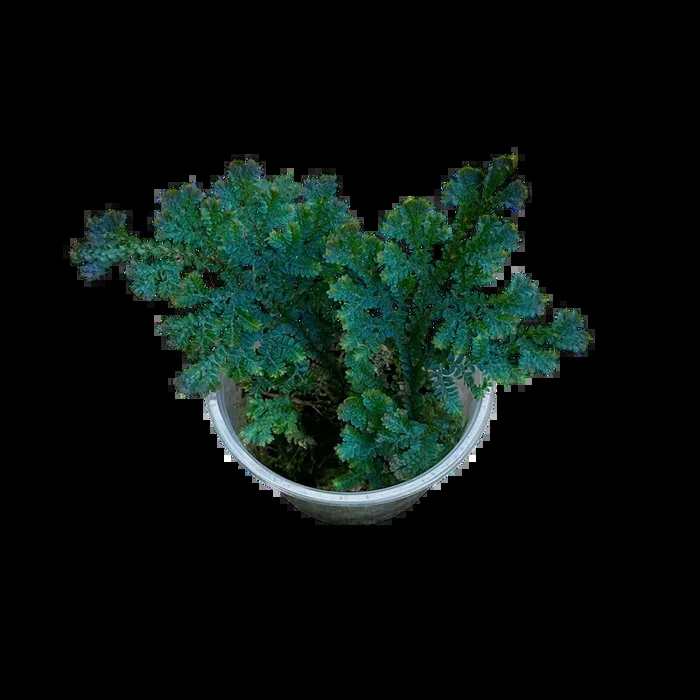 Selaginella uncinata