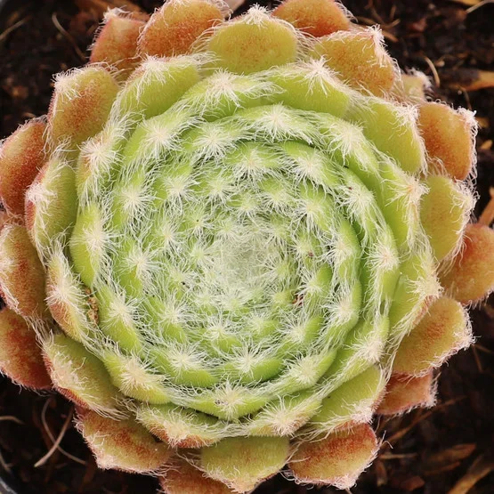 Sempervivum ‘Shirley’s Joy’