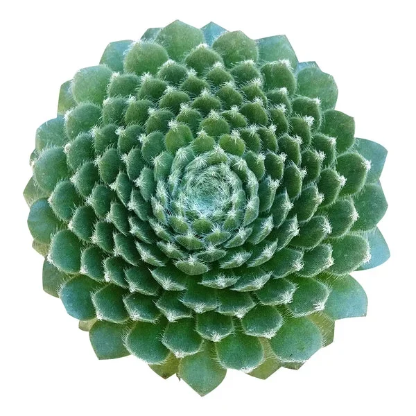 Sempervivum Ciliosum