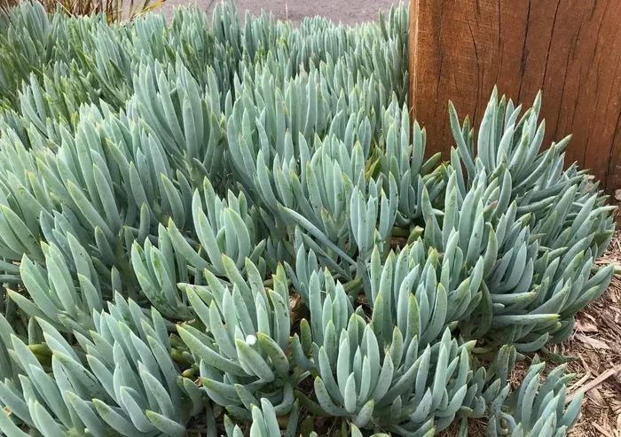 Senecio ‘Blue Chalk Sticks’ 6″ Pot