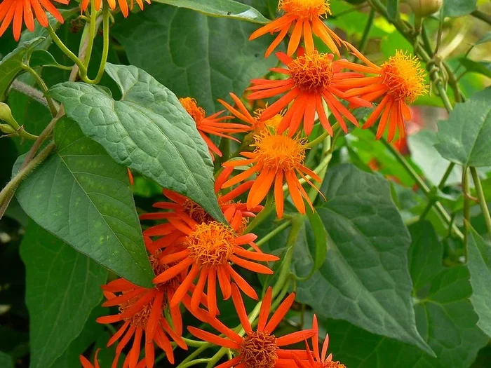 Senecio confusus –Mexican Flame Vine–